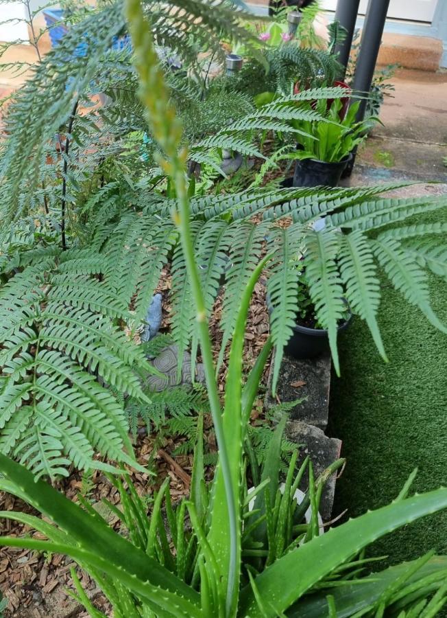 Jds Tropical Stays Cairns Zewnętrze zdjęcie