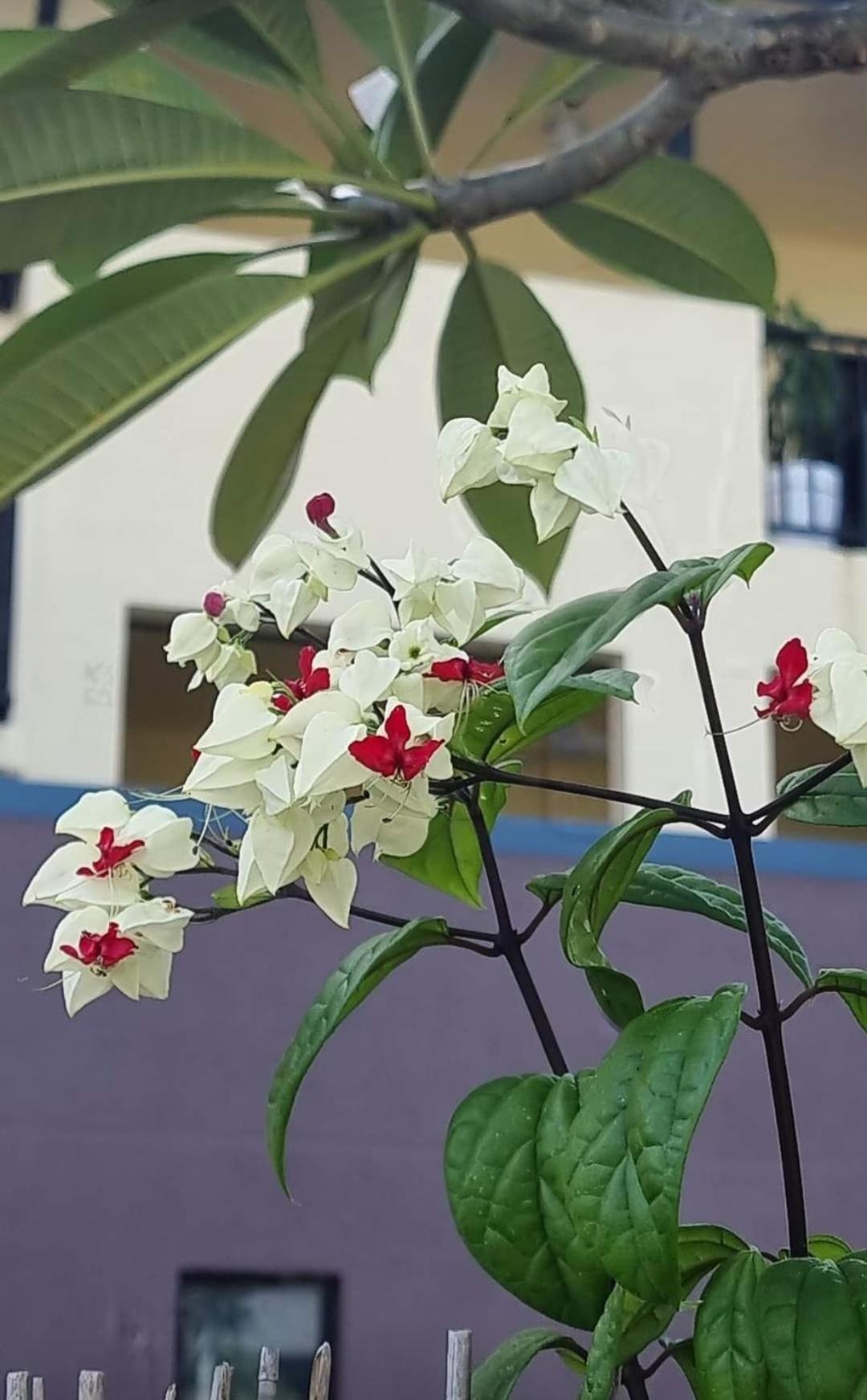 Jds Tropical Stays Cairns Zewnętrze zdjęcie